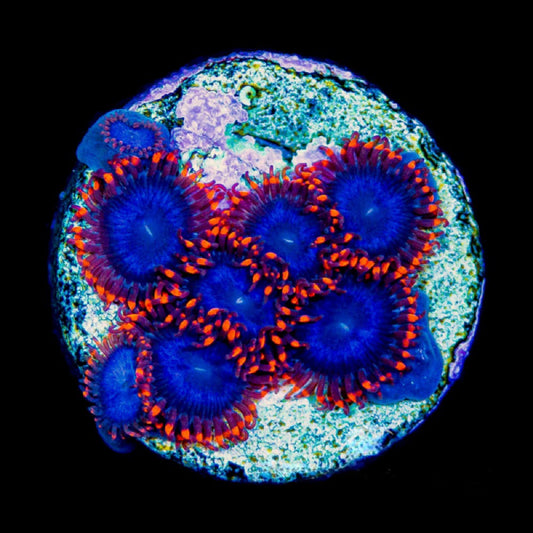 Captain Falcon Zoanthid Frag Size: M 0.5" to 0.75" Approx Frag