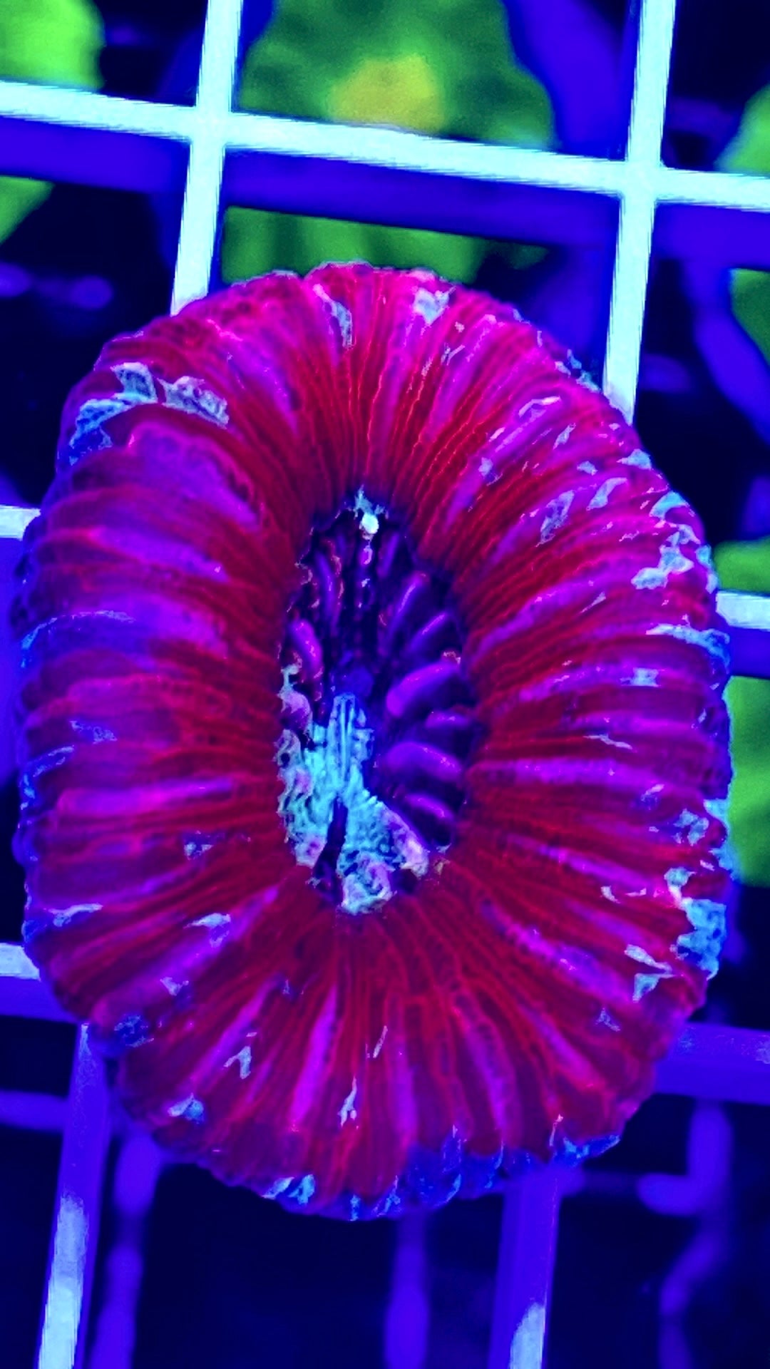 Indo Ultra Trachyphyllia