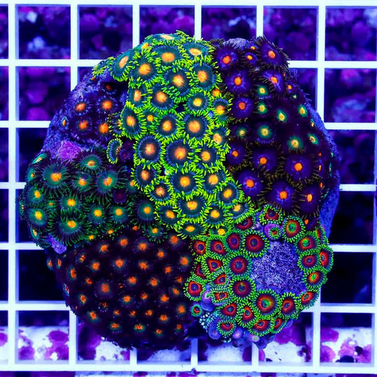 Indo Zoa Mini Reef (Cultured) IZMR022702 WYSIWYG