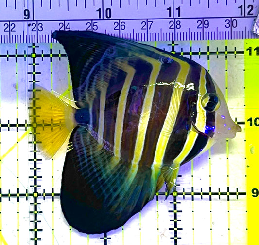 Sailfin Tang ST033101 WYSIWYG Size: M 3" approx