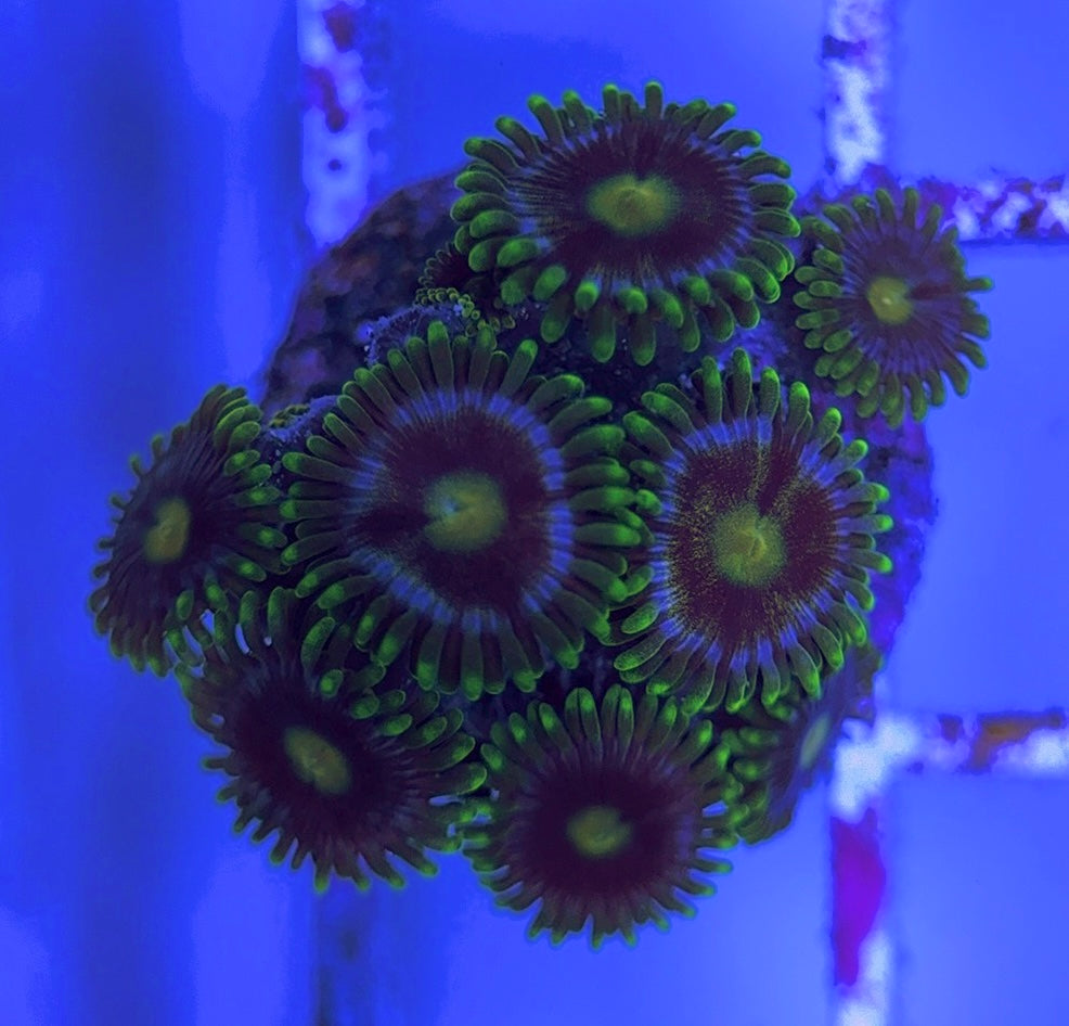 Aquacultured Zoanthids/Playthoa AZP031609 WYSIWYG