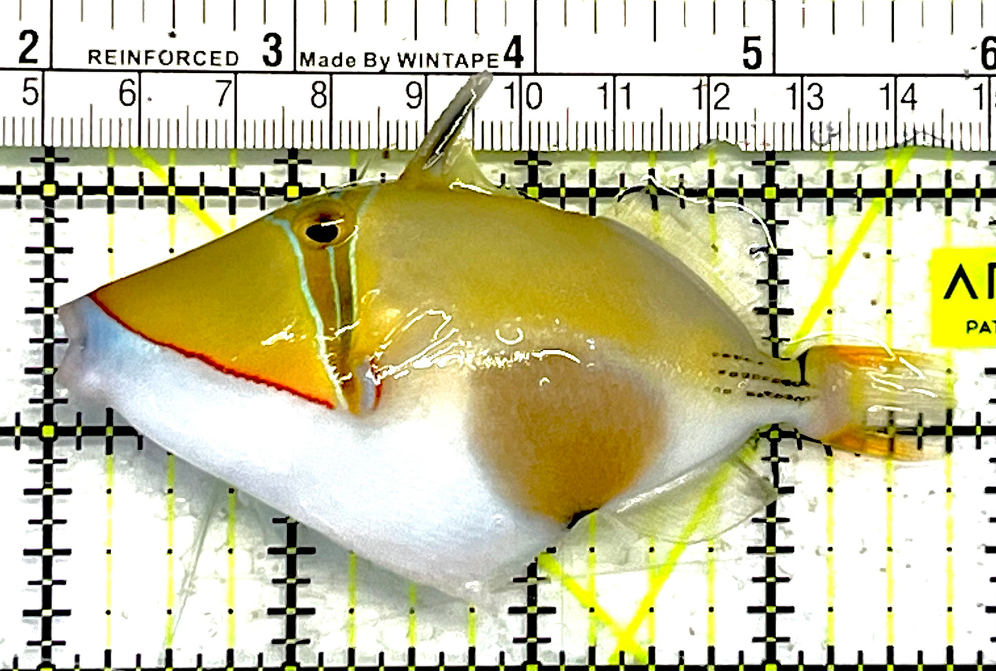 Bursa Triggerfish BT032101 WYSIWYG Size: ML 3.75" approx