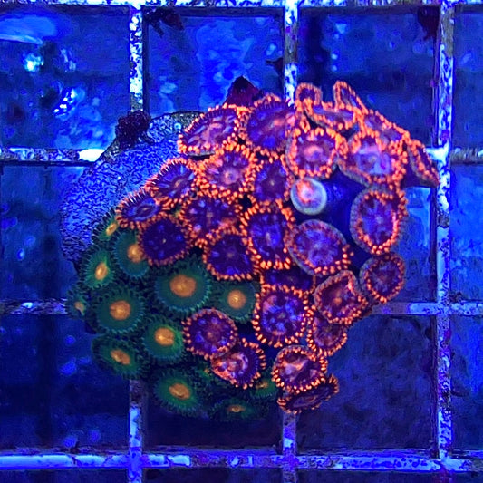 Fire and Ice Zoa + Gatorade Zoanthid Frag