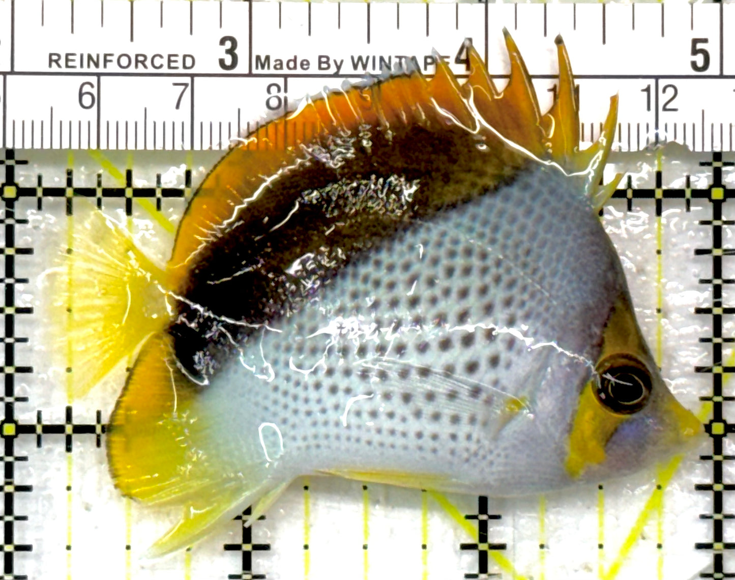 Declivis Butterflyfish DB040502 WYSIWYG Size: M 2.75" approx