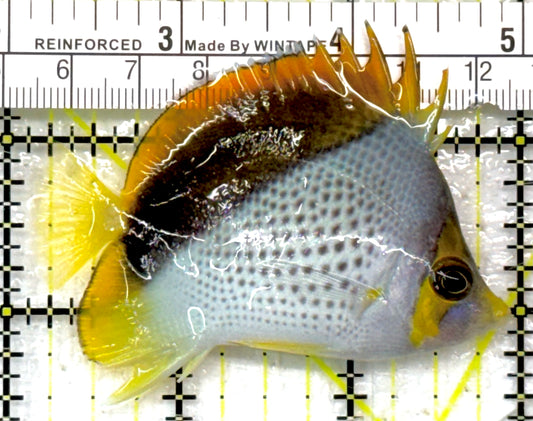 Declivis Butterflyfish DB040502 WYSIWYG Size: M 2.75" approx