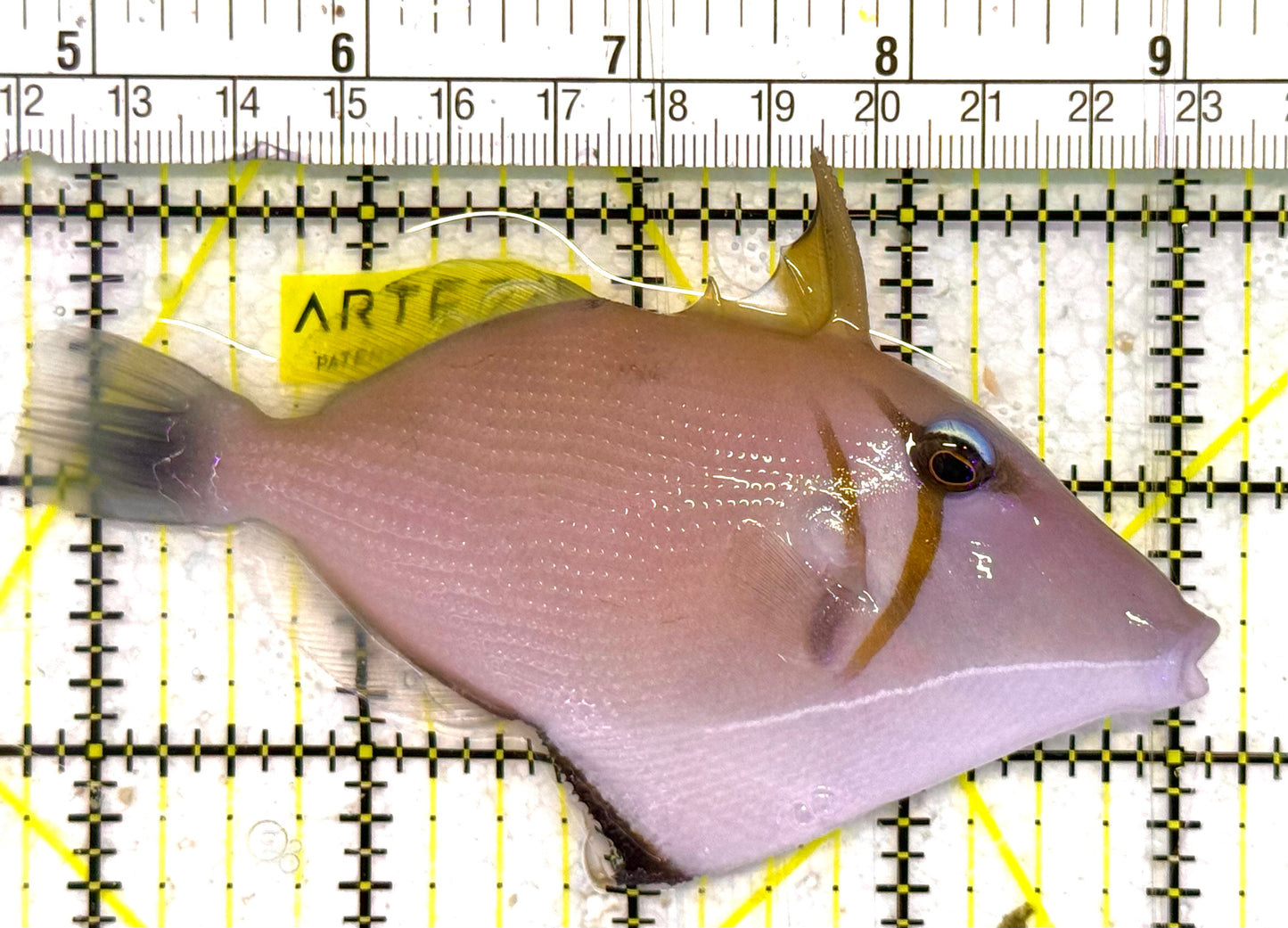 Lei Boomerang Triggerfish LBT033102 WYSIWYG Size: L 4.25" approx