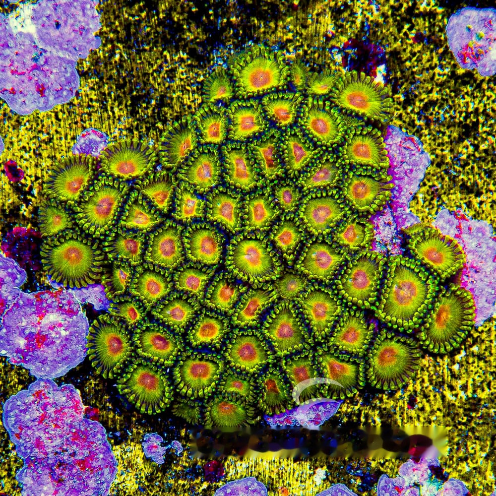 Aquacultured Impastas Zoanthid Frag (4+ Polyp Average) Size: M 0.75” to 1” Frag