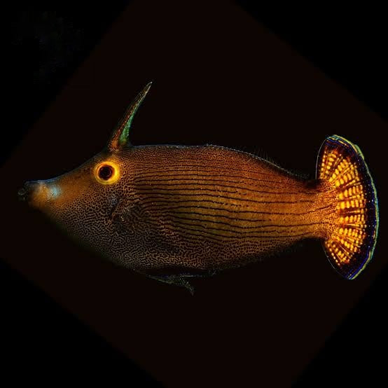Fantail Filefish (Tonga Special Grade) Size: XXL 4" to 5"