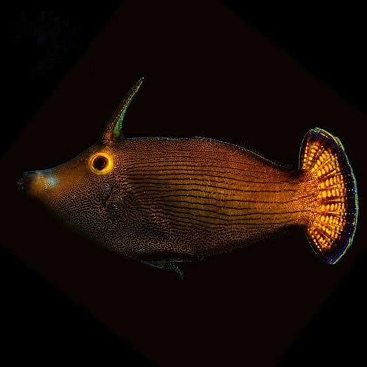Fantail Filefish (Tonga Special Grade) Size: XL 3" to 4"