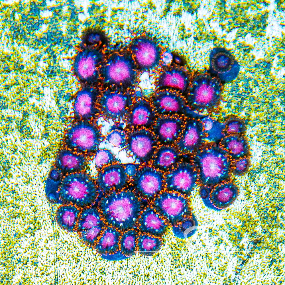Sunburst Zoanthid Frag (4+ Polyp Average, Aquacultured) Size: M 0.75” to 1” Approx Frag