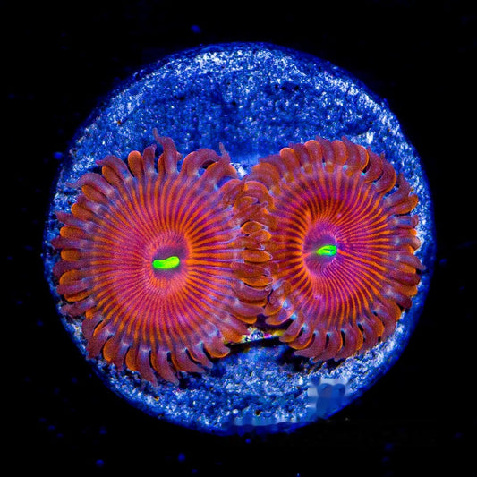 Aquacultured Red People Eater Zoanthid Frag (4+ Polyp Average) Size: M 0.75” to 1” Frag