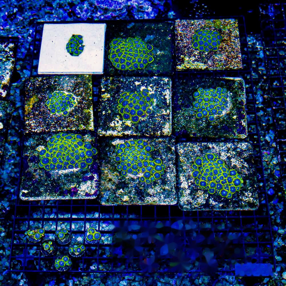 Aquacultured Blueberry Haze Zoanthid Frag (4+ Polyp Average) Size: M 0.75” to 1” Frag