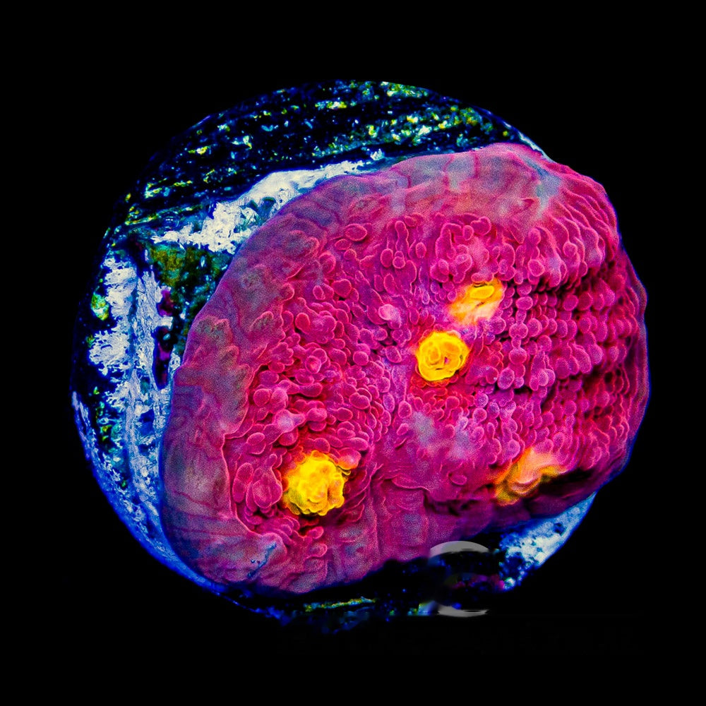 Orange Eye Chalice Frag  (Aquacultured) Size: M 0.5" to 0.75" Approx Frag