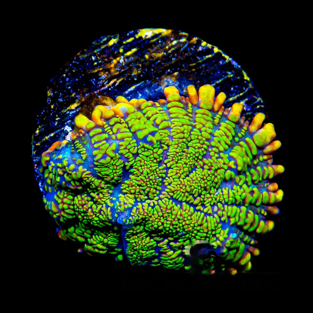 Kiawano Rhodactis Mushroom (Aquacultured) Size: M 0.75” to 1” Approx Frag