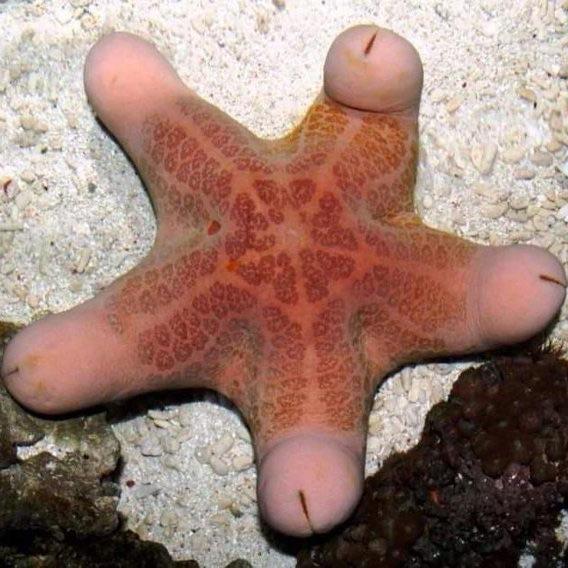 Five Headed Granular Penis Starfish Size: XL 8"+