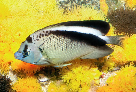 Griffis Angelfish Size: L 4" to 5"