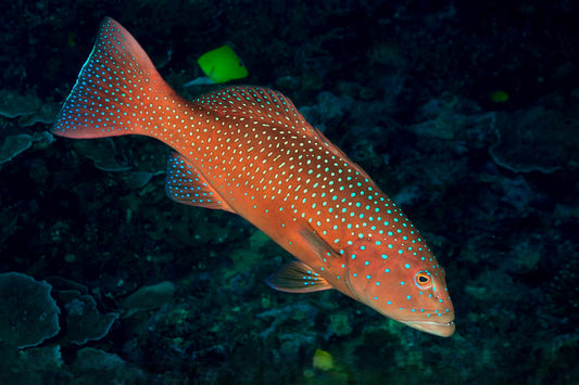 Rare Leopard Coral Grouper Size: XXXL/ Jumbo 18" Approx
