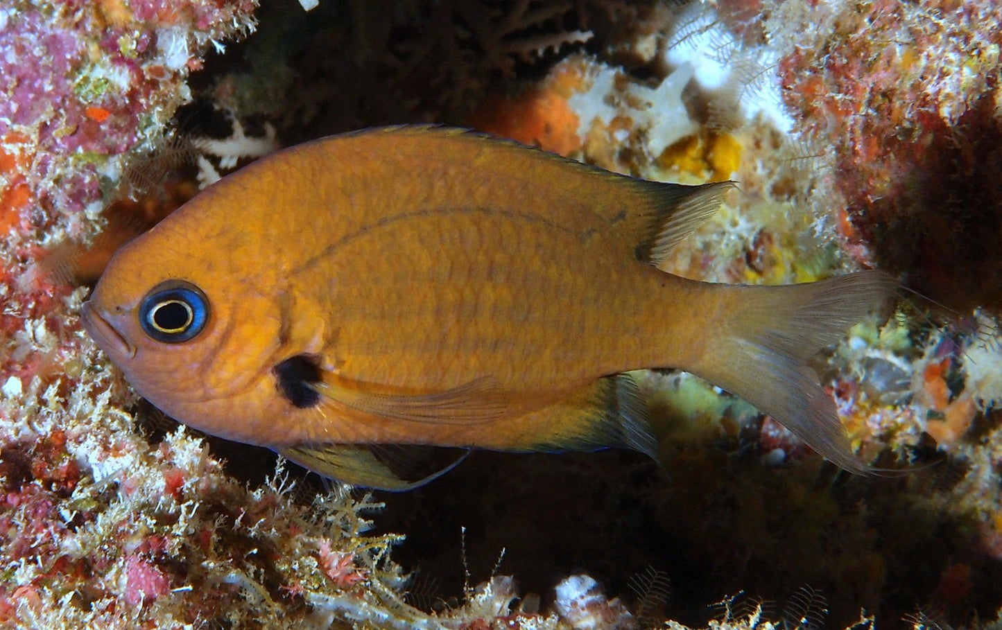 Agile Chromis
