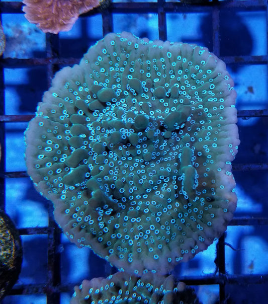 VA Montipora Undata Size: S 0.5"to 0.75" Diameter Approx. - Violet Aquarium 