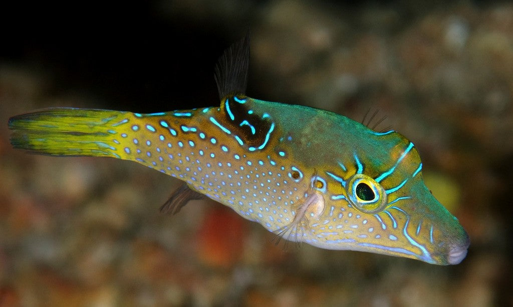 Blue Dot Toby Pufferfish  Size: L 2" to 3"