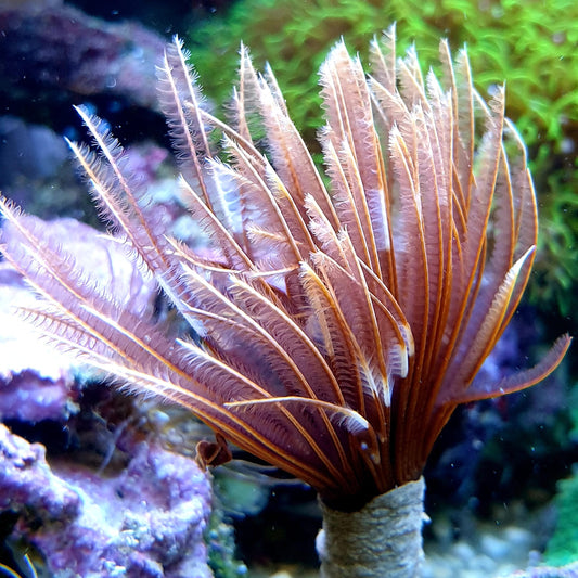 Indian Feather Duster