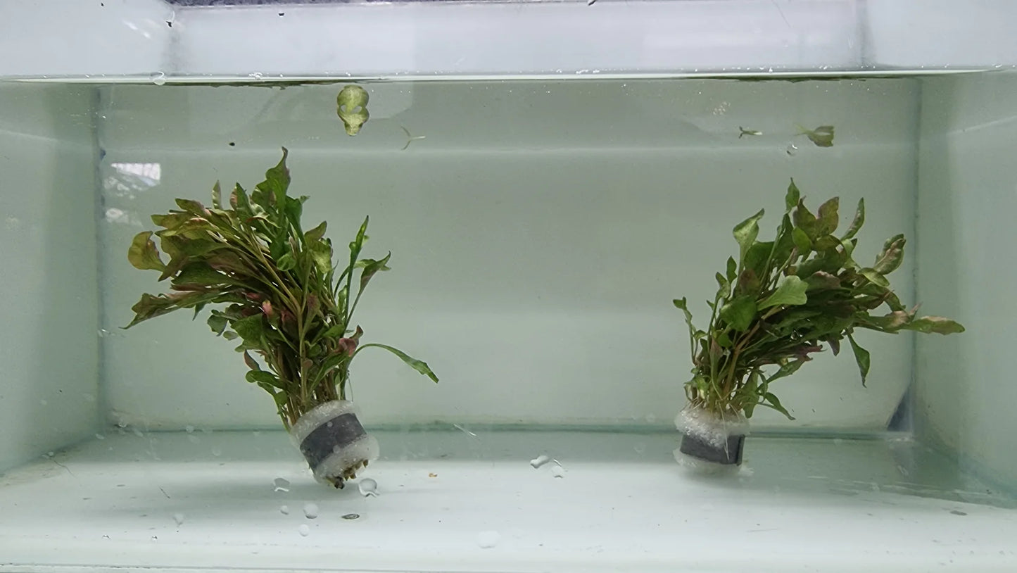 Alternanthera Bettzickiana Red Violet Aquarium