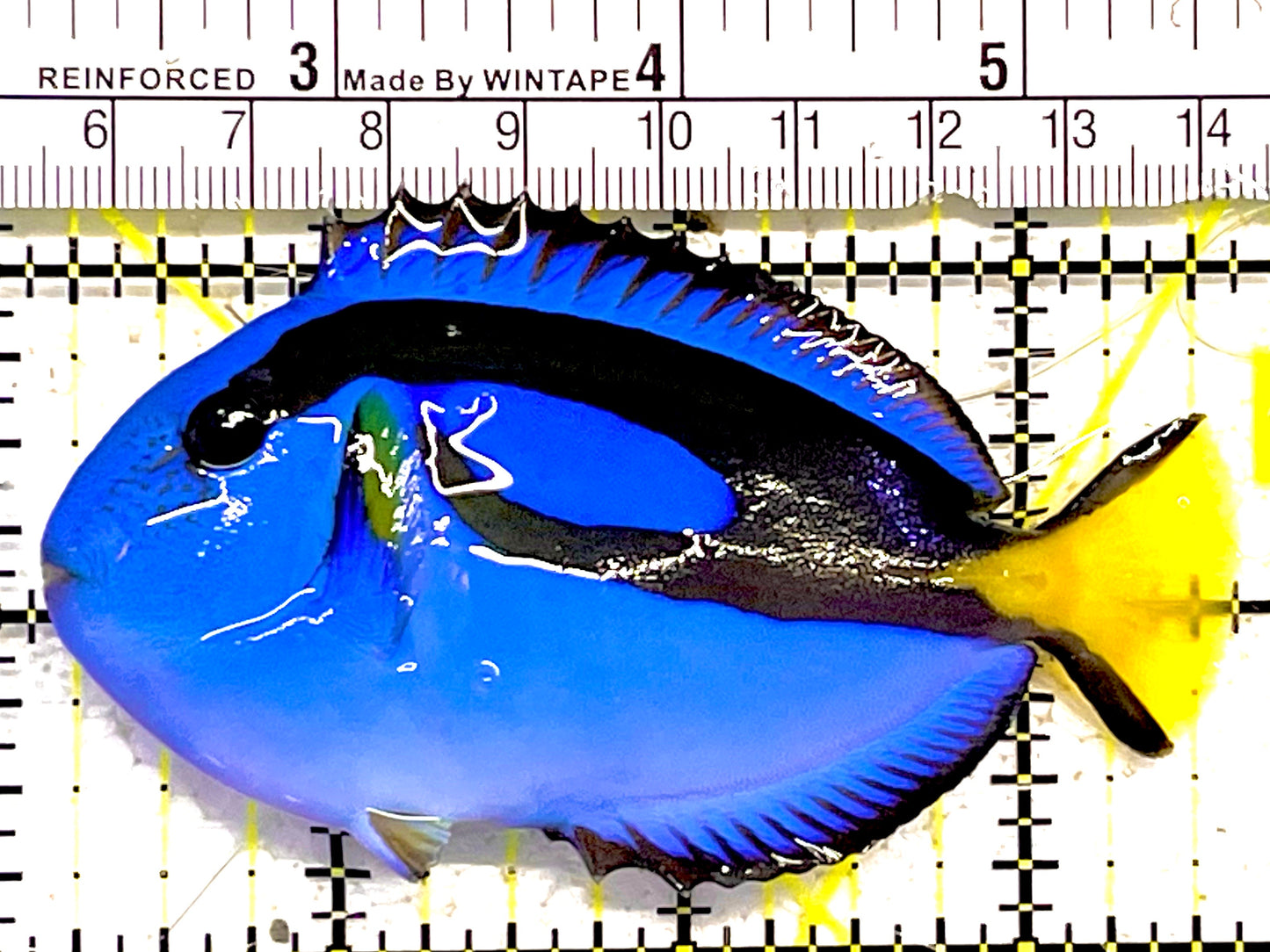 Blue Hippo Tang BHT030303 WYSIWYG Size: M 3.5" approx