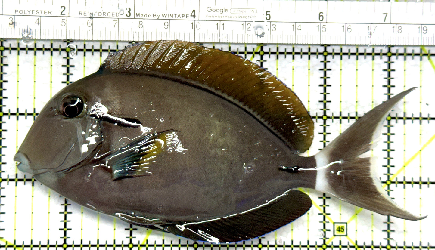 Eye Line Black Shoulder Tang ELBST102801 WYSIWYG Size: XXL/Show 6.25" approx