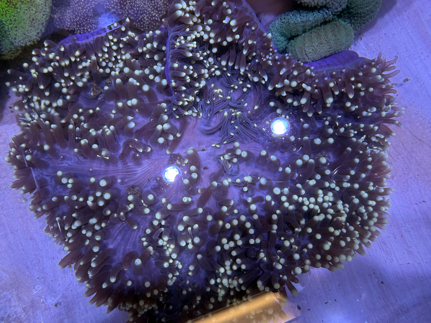 Unique  Ritteri Anemone (Maldives Import) WYSIWYG PTRA062601 Size: XXXL/SHOW 16" and Above