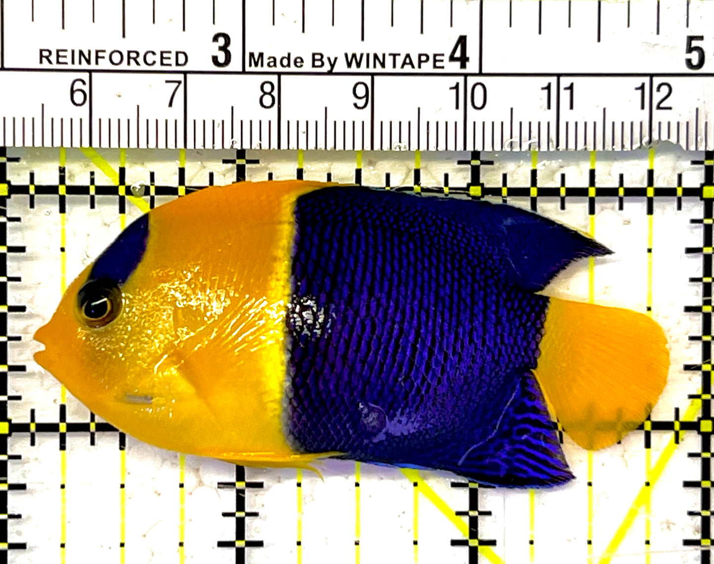 Bicolor Angelfish BA032001 WYSIWYG Size: L 2.75" approx