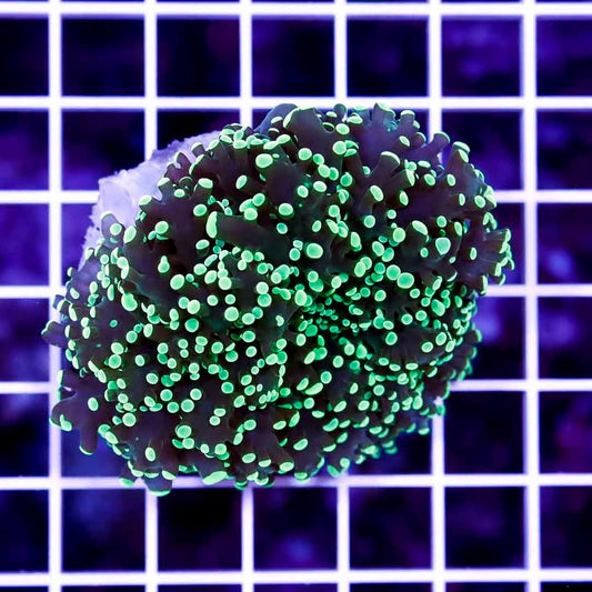 Aussie Neon Tip Army Green Stem Frogspawn Mother Colony ANTAGSFMC022703 WYSIWYG