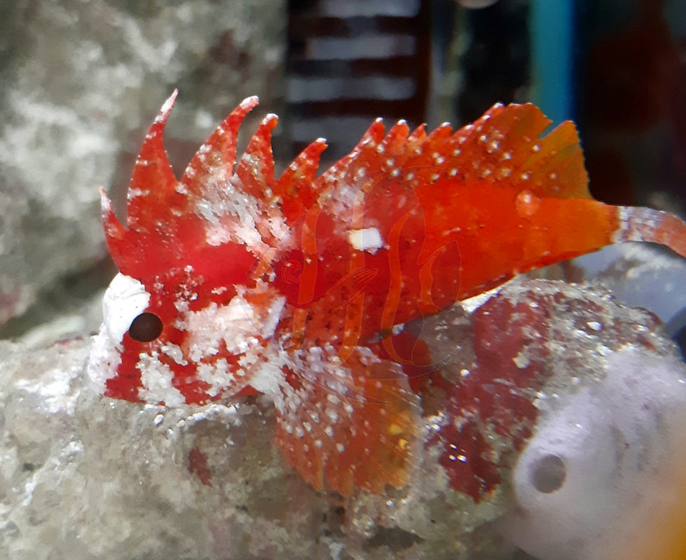 Red Rooster Pygmy Waspfish (Cockatoo Fish) – Violet Aquarium
