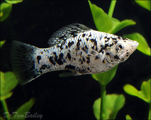 Molly Marble Size : S 1.5" to 1.75"