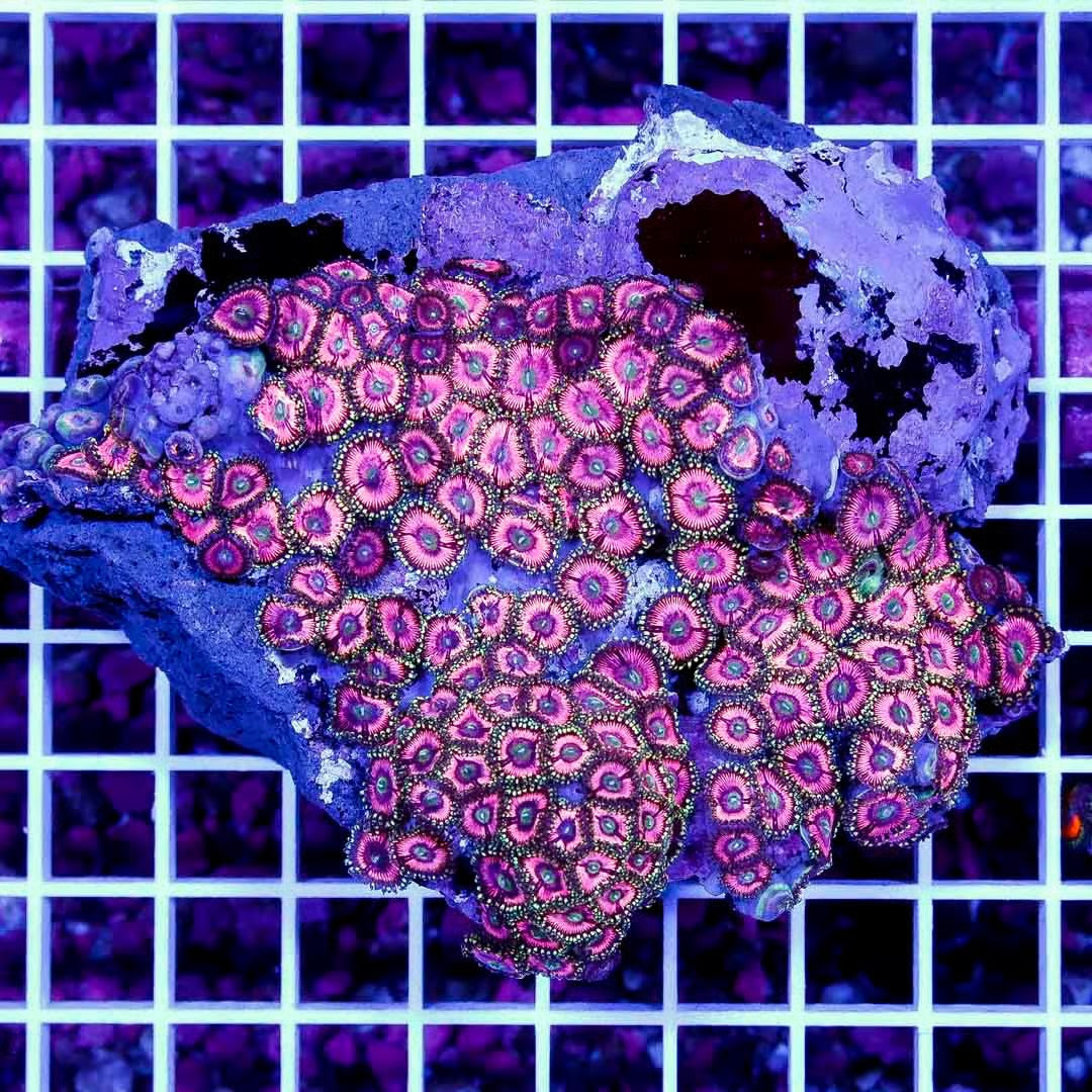 Ultra Aussie Big Pink Gold Palythoa Mother Colony UABPGPMC022703 WYSIWYG