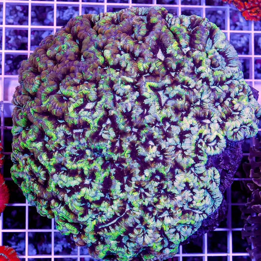 Aussie Neon Tropical Symphyllia Wilsoni Mother Colony ANTSWMC031301 WYSIWYG