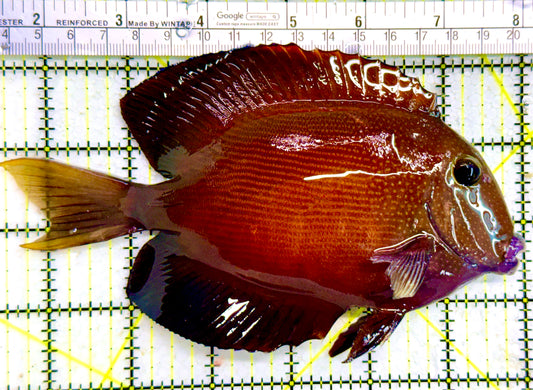 White Tail Yellow Eye Kole Bristletooth Tang (Christmas Island Variant) WYSIWYG WT122601 Size: XXL/SHOW 6" and Above