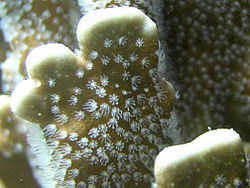 Blue Ridge Coral Size: M 0.75" to 1" Frag - Violet Aquarium 