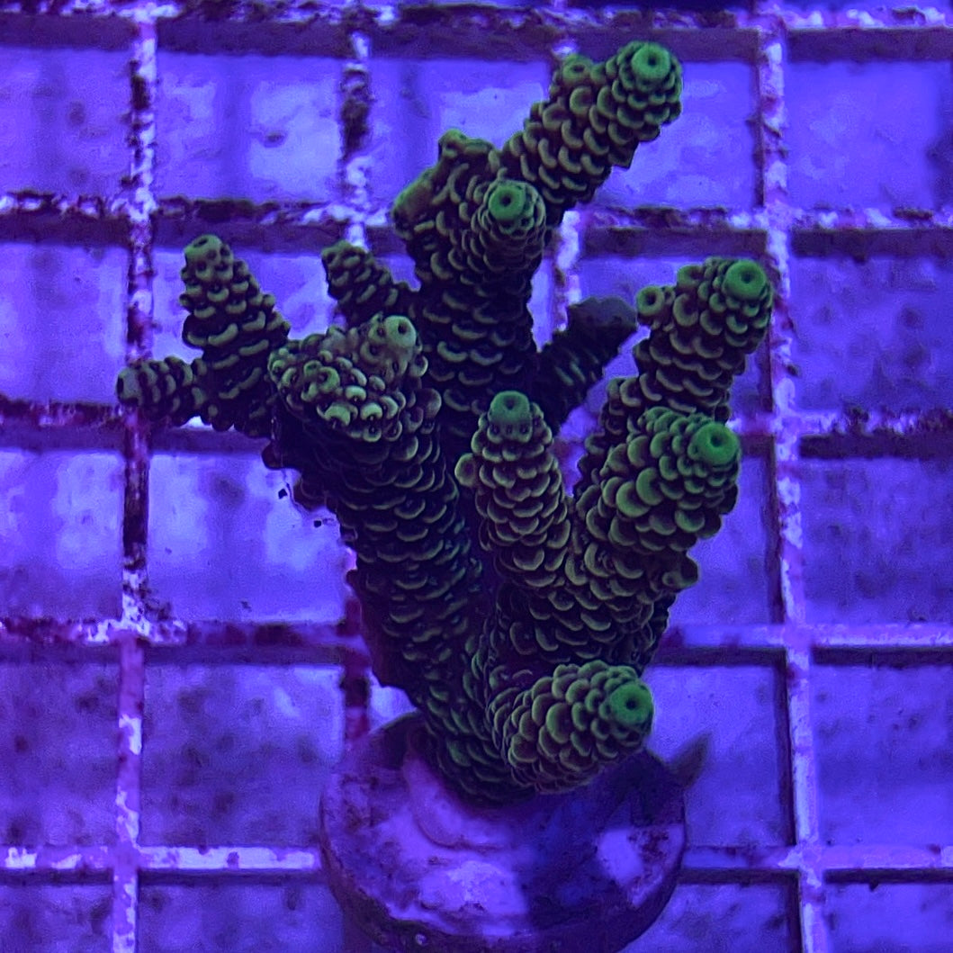 Assorted Aussie Ultra Hot Acropora Frag (Large)