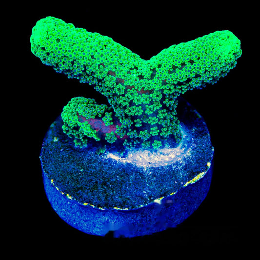 Lush Oasis Birdsnest Frag (Aquacultured) Size: M 0.75" to 1" Approx Frag