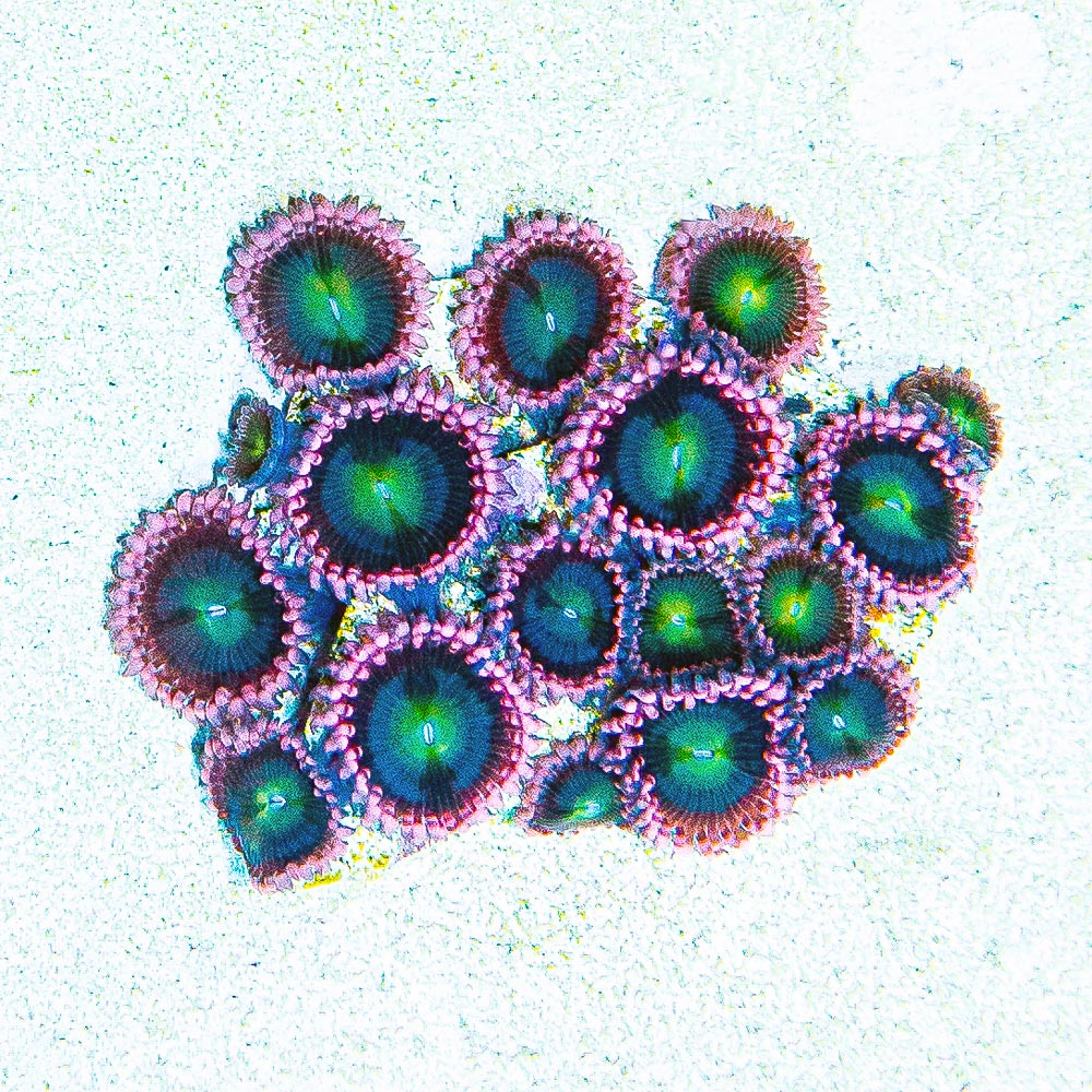 Laffy Taffy Zoanthid (Aquacultured) Size: L 2" to 3" Approx Frag - Violet Aquarium 