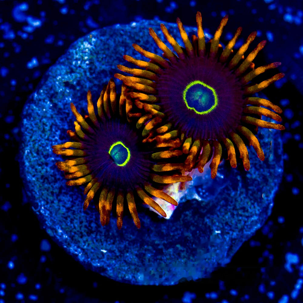 Rainbow Hornet Zoanthid Frag (4+ Polyp Average, Aquacultured) Size: M 0.75” to 1” Approx Frag