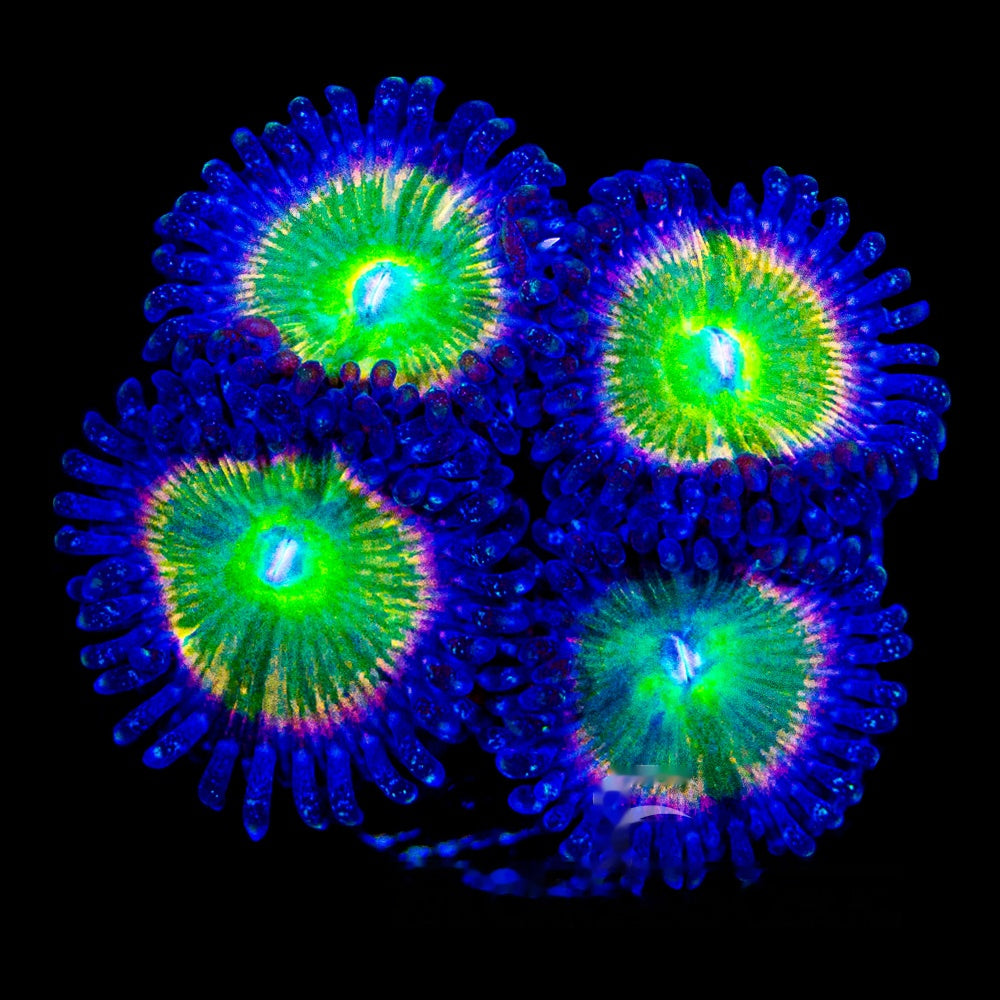 Aquacultured Rainbow Spectrum Zoanthid Frag (2+Polyp Average) Size: M 0.75” to 1” Frag
