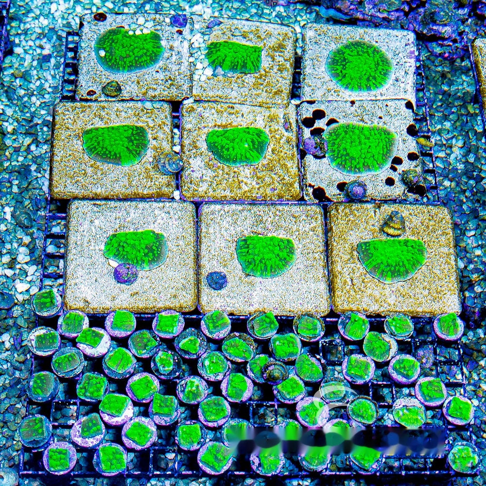 Acid Shower Astreopora (Aquacultured) Size: L 2" to 3" Approx Frag