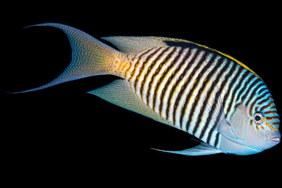 Swallowtail Angelfish Male (Reefsafe) Size: XL 6"-7"