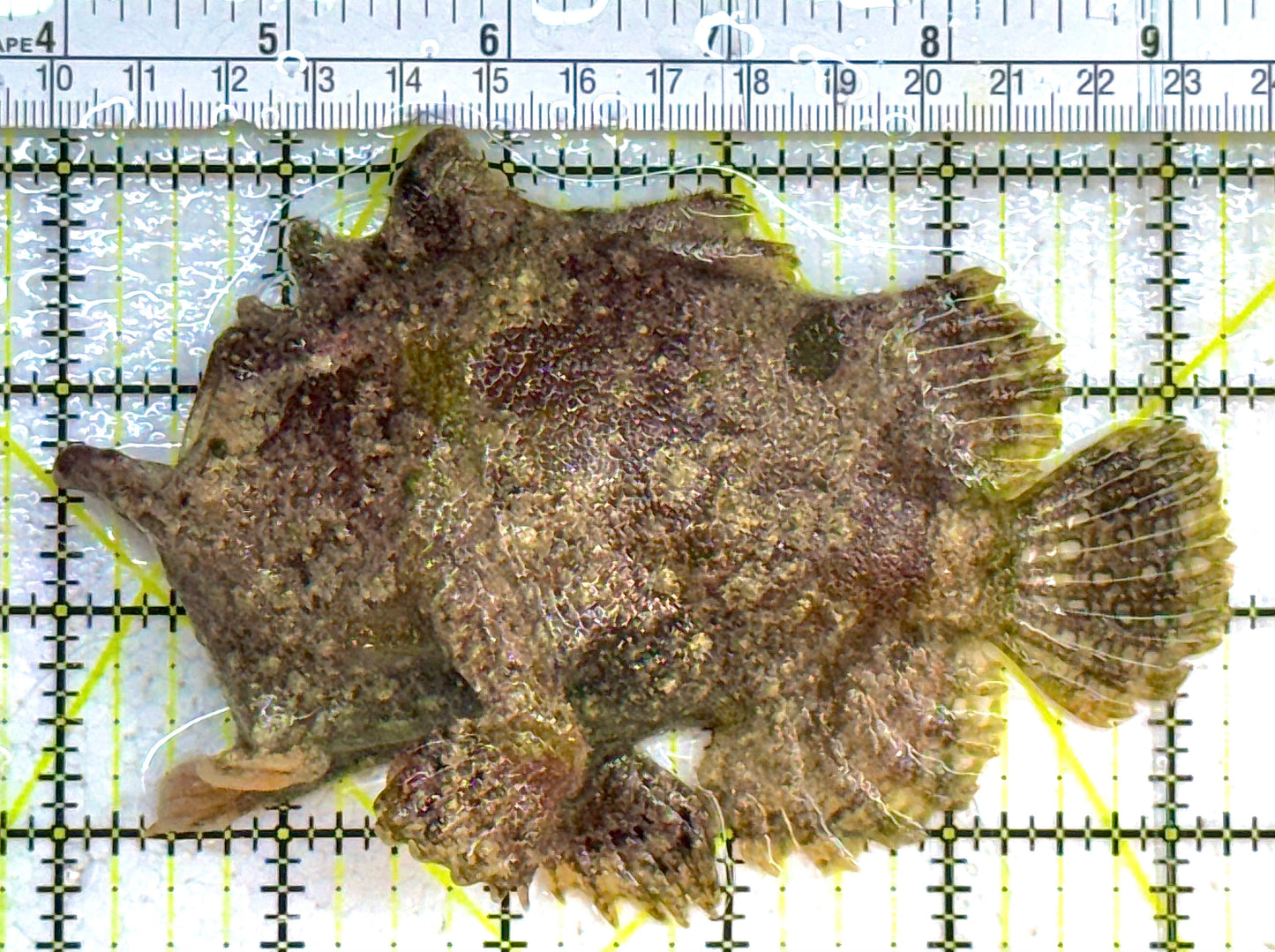 Angler A032701 WYSIWYG Size: XL 5.25" approx