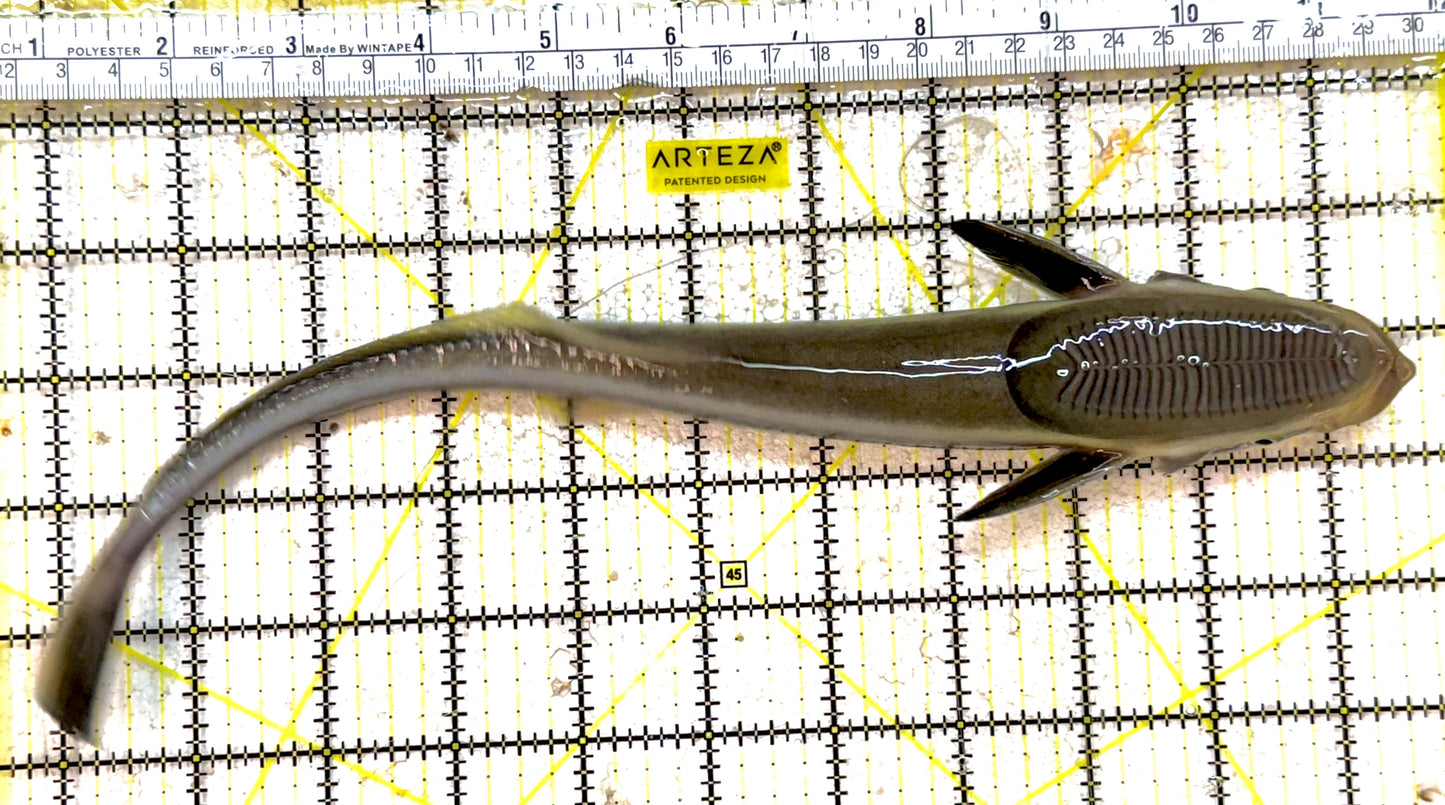 Remora Sucker Fish RSF030701 WYSIWYG Size: XL 11" approx