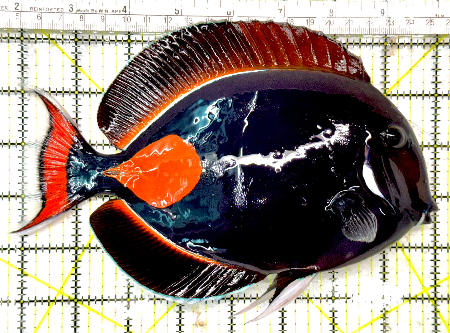 Achilles Tang AT040501 WYSIWYG Size: XXL 8.25" approx