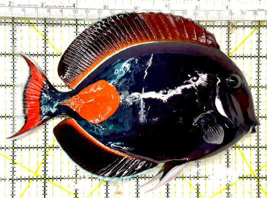Achilles Tang AT040501 WYSIWYG Size: XXL 8.25" approx