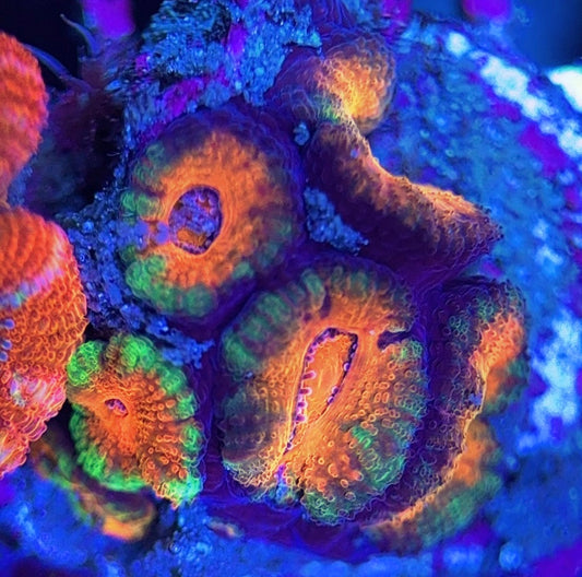 Aussie Acan Lordhowensis AAL031309 WYSIWYG