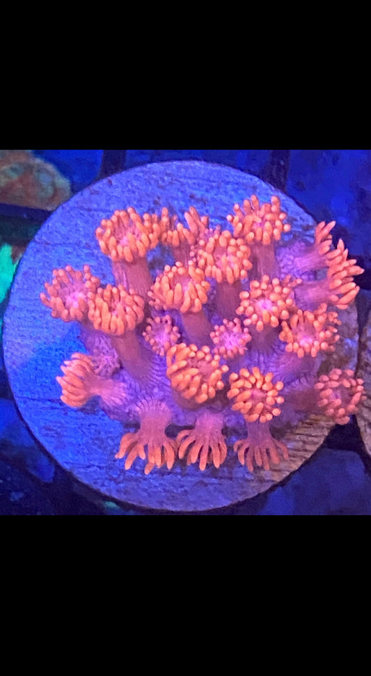 Pink Goniopora Coral